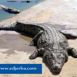 Djerba Explore : Guide Complet du Parc Incontournable 2025