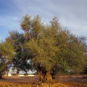 Zitouna à Djerba : Rituel du Mariage sous l'Olivier Sacré