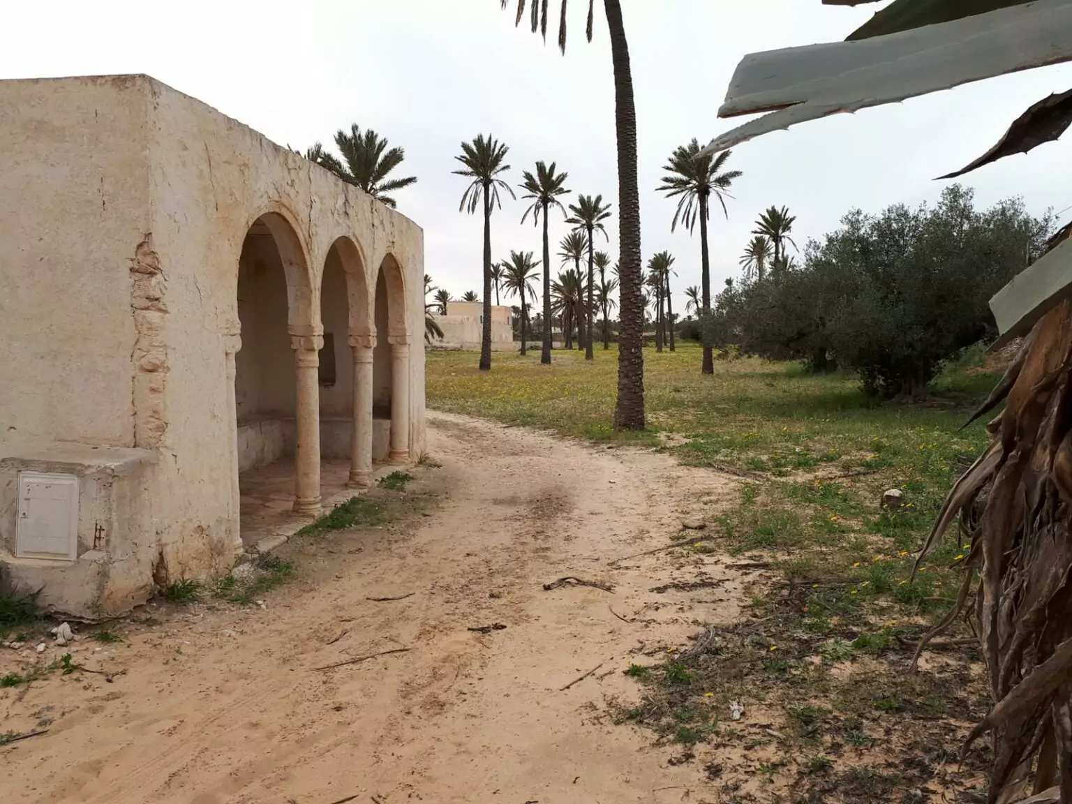 Triffa djerba